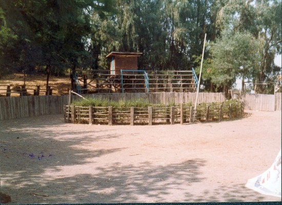 Medialuna