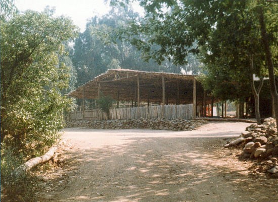 Jurado