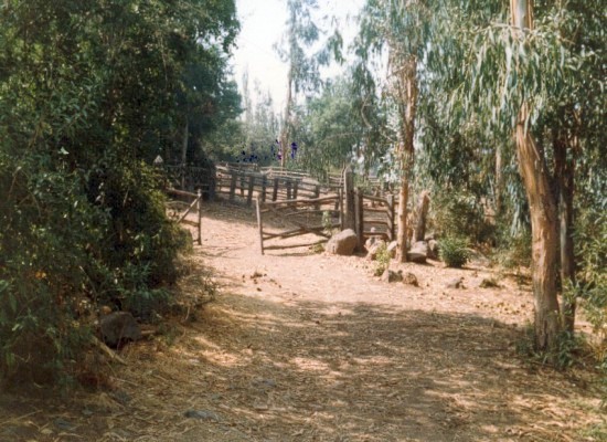 Jurado