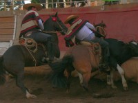 Rodeo La Reina